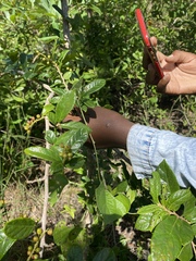 Antidesma venosum