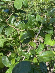 Antidesma venosum