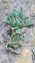 Haworthia nortieri