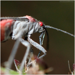 Jadera haematoloma