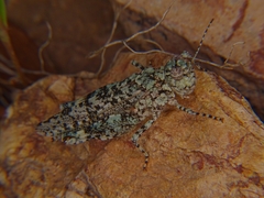 Leuronotina ritensis