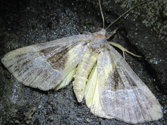 Hypena trigonalis