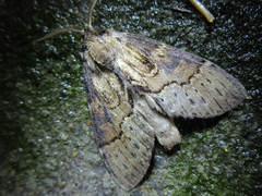 Semidonta biloba
