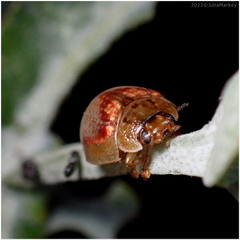 Paropsisterna m-fuscum