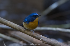 Cyornis whitei