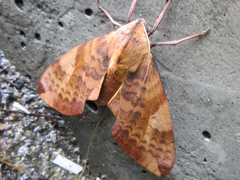 Clanis undulosa