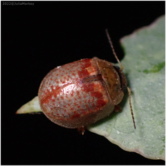 Paropsisterna m-fuscum