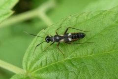 Globiceps flavomaculatus