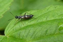 Globiceps flavomaculatus