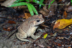 Duttaphrynus melanostictus