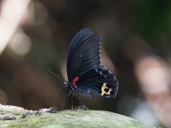 Papilio acheron