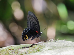 Papilio acheron