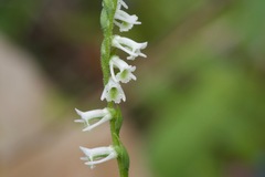 Spiranthes lacera lacera