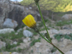 Picris strigosa