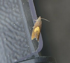 Dichrorampha alpinana