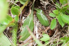 Spiranthes lacera lacera