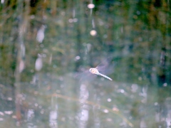 Aeshna mixta