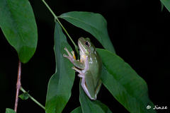 Hyla simplex