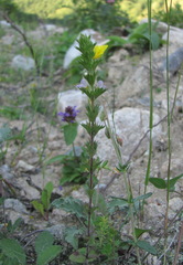 Euphrasia tatarica