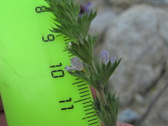 Euphrasia tatarica