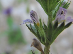 Euphrasia tatarica