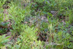Spiranthes lacera lacera