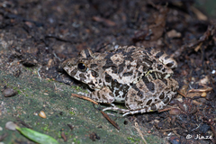 Fejervarya multistriata