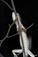 Calotes versicolor