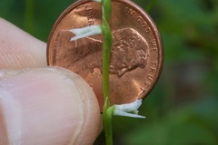 Spiranthes lacera lacera