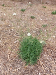 Pycnocomon rutifolium