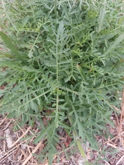 Pycnocomon rutifolium