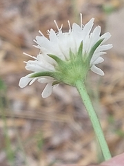 Pycnocomon rutifolium