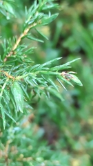 Oligotrophus juniperinus