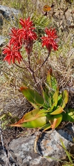 Aloe affinis