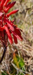 Aloe affinis
