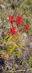 Aloe affinis