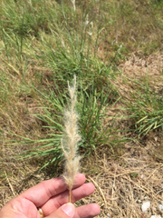 Bothriochloa torreyana