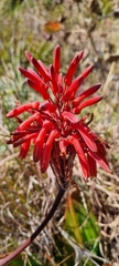 Aloe affinis