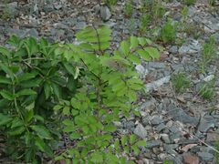 Fraxinus mandshurica