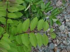 Fraxinus mandshurica