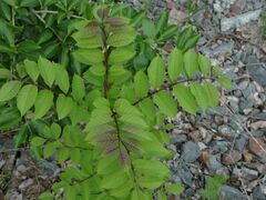 Fraxinus mandshurica