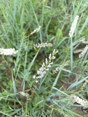 Astragalus melilotoides