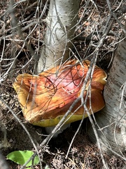 Boletus rubriceps