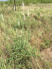 Bothriochloa torreyana
