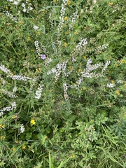 Astragalus melilotoides