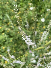 Astragalus melilotoides