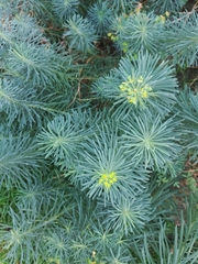 Euphorbia cyparissias