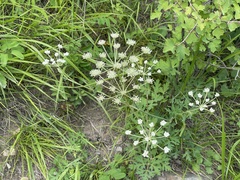 Peucedanum harry-smithii