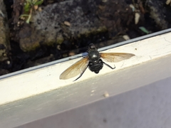 Satyramoeba hetrusca