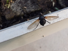 Satyramoeba hetrusca